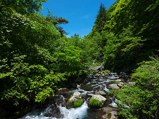 포토 JPG 주간 나무 자연 하늘 풍경 사람없음 야외 계곡 바위 국내포토 자연요소 식물 돌_바위 생태계 파일형식