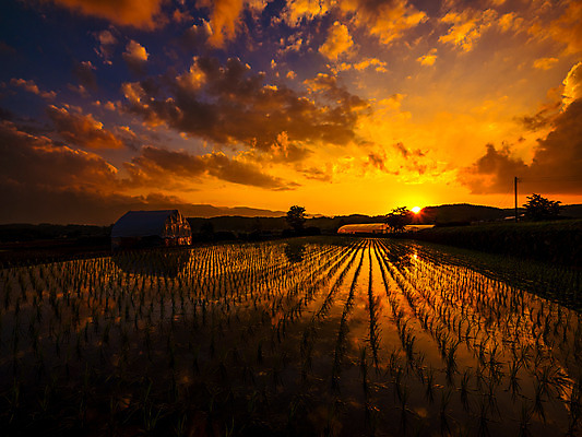 포토 JPG 주간 구름 자연현상 자연 하늘 논 풍경 사람없음 야외 농경지 일몰 농촌 비닐하우스 모내기 국내포토 자연요소 농업 농장 노을 시골 생태계 파일형식