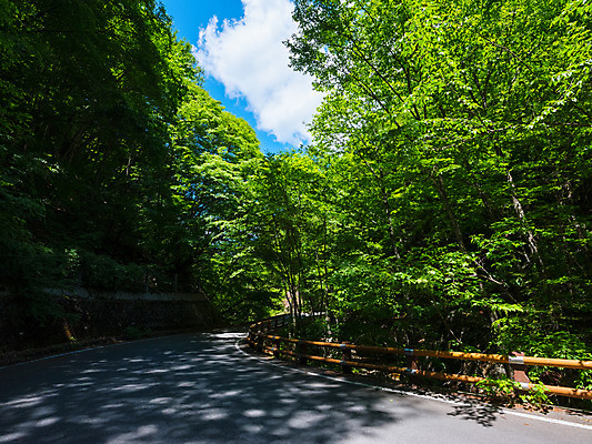 포토 JPG 주간 나무 구름 도로 자연 하늘 풍경 사람없음 야외 숲 숲길 내리막 국내포토 자연요소 식물 길 교통시설 생태계 파일형식