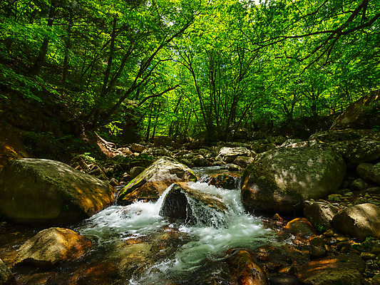 포토 JPG 주간 나무 자연 풍경 사람없음 야외 계곡 흐름 바위 숲 국내포토 자연요소 식물 컨셉 돌_바위 생태계 파일형식