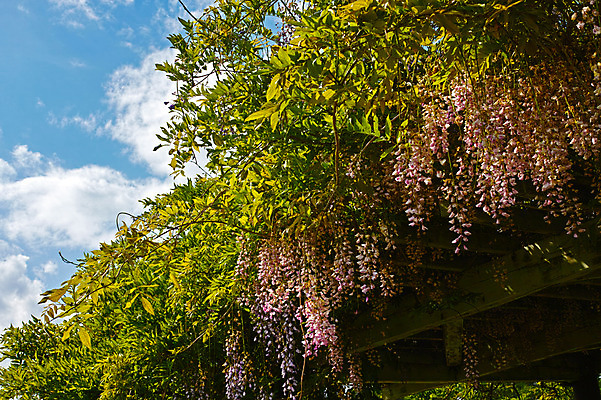 포토 JPG 주간 구름 꽃 벤치 자연 하늘 사람없음 야외 덩굴 국내포토 자연요소 식물 의자 생태계 파일형식