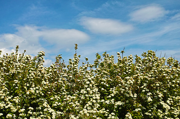 포토 JPG 주간 구름 꽃 여러송이 자연 하늘 풍경 사람없음 야외 국내포토 자연요소 식물 다수 생태계 파일형식