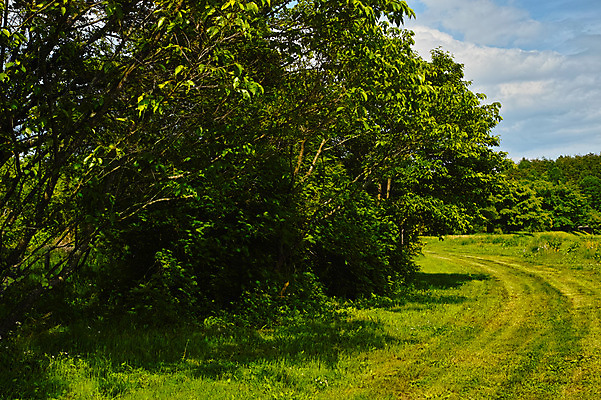포토 JPG 주간 나무 구름 자연 하늘 풍경 사람없음 야외 숲길 국내포토 자연요소 식물 길 생태계 파일형식