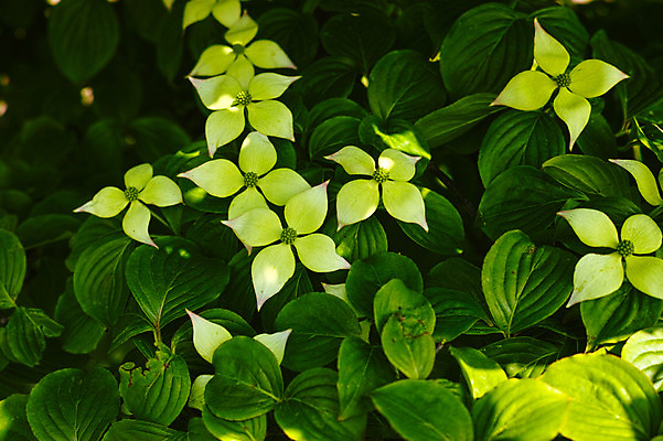 포토 JPG 주간 꽃 여러송이 잎 자연 사람없음 야외 초록색 국내포토 자연요소 식물 컬러 다수 생태계 파일형식