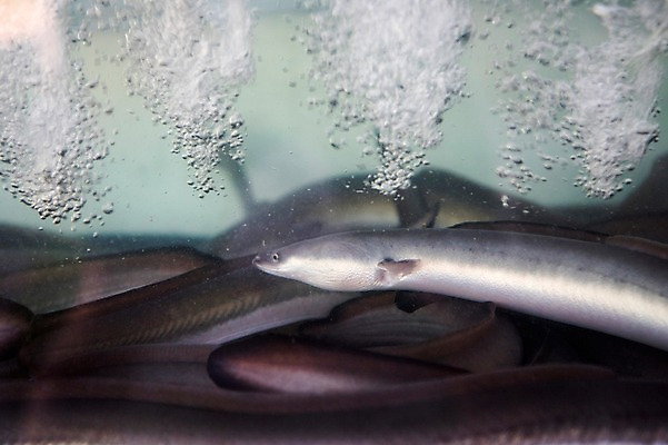 포토 JPG 여러마리 식재료 사람없음 수조 장어 물기포 국내포토 다수 어류 파일형식