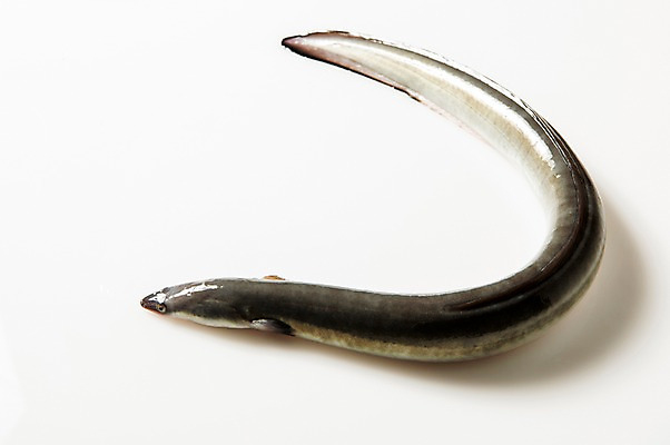 포토 JPG 스튜디오촬영 한마리 식재료 실내 사람없음 장어 국내포토 1 어류 내부 파일형식