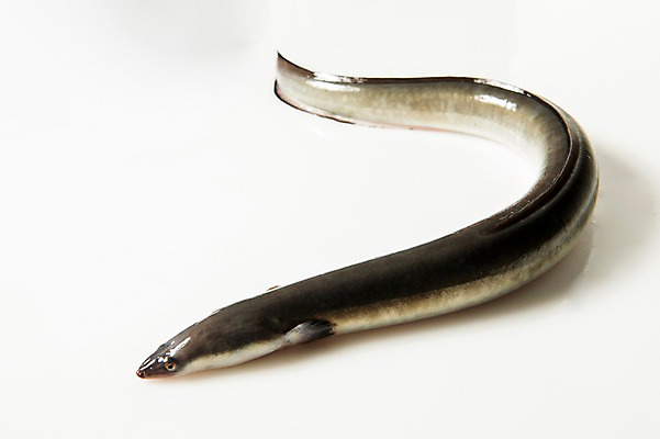 포토 JPG 스튜디오촬영 한마리 식재료 실내 사람없음 장어 국내포토 1 어류 내부 파일형식