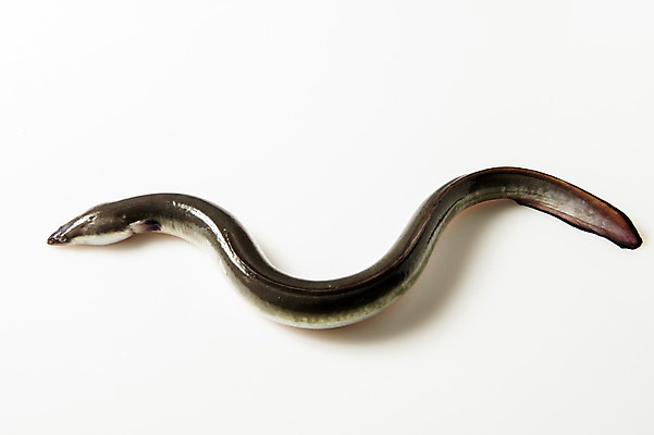 포토 JPG 스튜디오촬영 한마리 식재료 실내 사람없음 장어 국내포토 1 어류 내부 파일형식