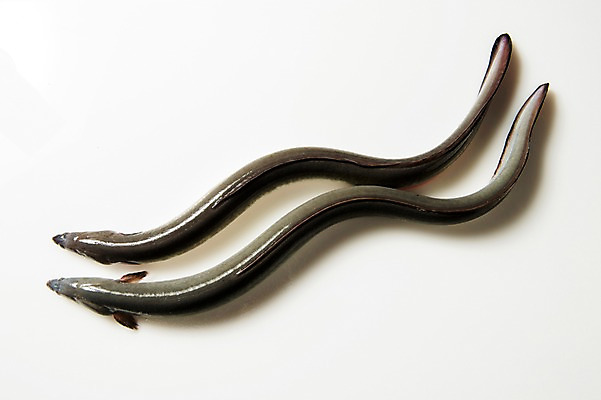 포토 JPG 스튜디오촬영 두마리 식재료 실내 사람없음 장어 국내포토 2 어류 내부 파일형식