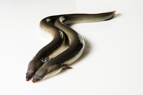 포토 JPG 스튜디오촬영 두마리 식재료 실내 사람없음 장어 국내포토 2 어류 내부 파일형식