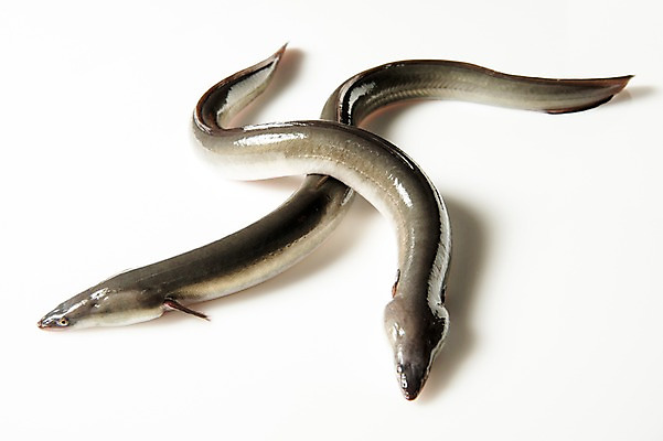 포토 JPG 스튜디오촬영 두마리 식재료 실내 사람없음 장어 국내포토 2 어류 내부 파일형식