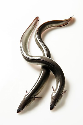 포토 JPG 스튜디오촬영 두마리 식재료 실내 사람없음 장어 국내포토 2 어류 내부 파일형식