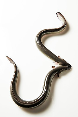 포토 JPG 스튜디오촬영 두마리 식재료 실내 사람없음 장어 국내포토 2 어류 내부 파일형식