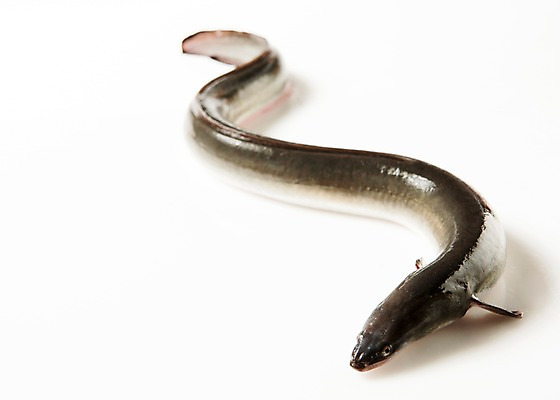 포토 JPG 스튜디오촬영 한마리 식재료 실내 사람없음 장어 국내포토 1 어류 내부 파일형식