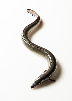 포토 JPG 스튜디오촬영 한마리 식재료 실내 사람없음 장어 국내포토 1 어류 내부 파일형식