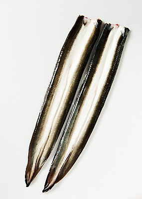 포토 JPG 스튜디오촬영 식재료 실내 사람없음 장어 손질 국내포토 어류 내부 파일형식