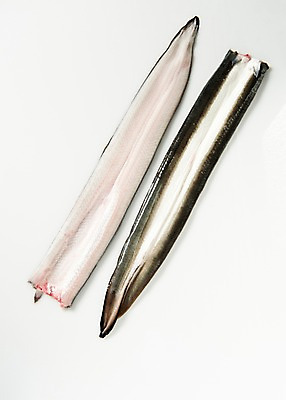 포토 JPG 스튜디오촬영 식재료 실내 사람없음 장어 손질 국내포토 어류 내부 파일형식