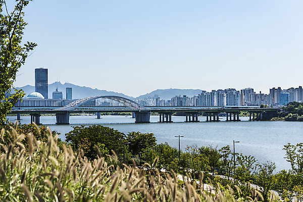 포토 JPG 주간 나무 하늘 서울 풍경 사람없음 야외 건물 아웃포커스 강 한강 강아지풀 가교 양화대교 국내포토 자연요소 식물 건축물 한국 촬영기법 다리_건축물 랜드마크 한해살이풀 파일형식