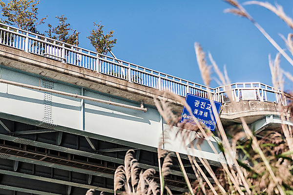 포토 JPG 주간 나무 하늘 서울 갈대 풍경 사람없음 야외 아웃포커스 강 한강 가교 광진교 국내포토 자연요소 식물 건축물 한국 촬영기법 다리_건축물 랜드마크 파일형식