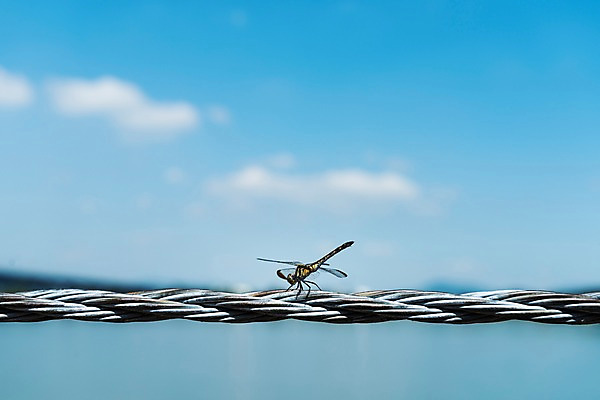 포토 JPG 주간 꽃 서울 근접촬영 사람없음 야외 아웃포커스 가을 잠자리 한강 전선줄 국내포토 자연요소 식물 계절 뷰포인트 곤충 한국 촬영기법 전선 랜드마크 파일형식