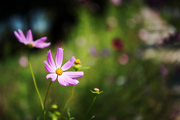 포토 JPG 주간 꽃 서울 근접촬영 사람없음 야외 아웃포커스 가을 한강 코스모스 국내포토 자연요소 식물 계절 뷰포인트 한국 촬영기법 랜드마크 파일형식