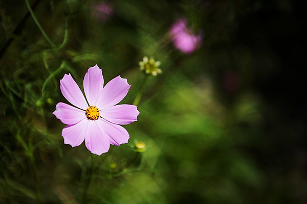 포토 JPG 주간 꽃 서울 근접촬영 사람없음 야외 아웃포커스 가을 한강 코스모스 국내포토 자연요소 식물 계절 뷰포인트 한국 촬영기법 랜드마크 파일형식