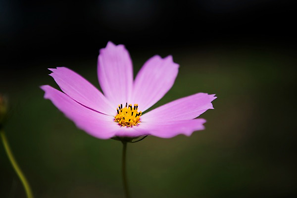 포토 JPG 주간 꽃 서울 근접촬영 사람없음 야외 아웃포커스 가을 한강 코스모스 국내포토 자연요소 식물 계절 뷰포인트 한국 촬영기법 랜드마크 파일형식