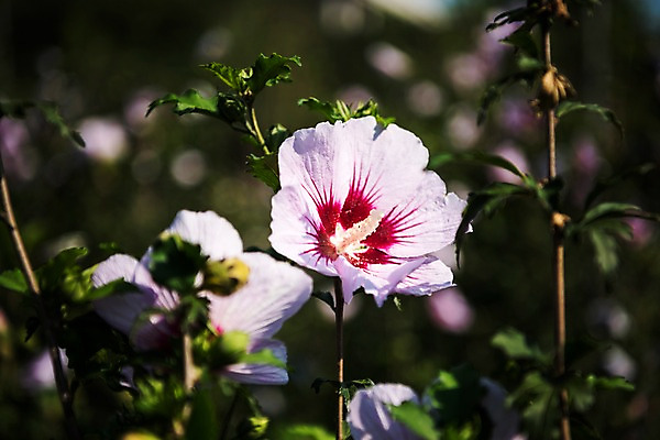 포토 JPG 주간 꽃 서울 근접촬영 사람없음 야외 아웃포커스 가을 한강 무궁화 광복절 국내포토 자연요소 식물 계절 뷰포인트 한국 촬영기법 공휴일 국경일 랜드마크 파일형식