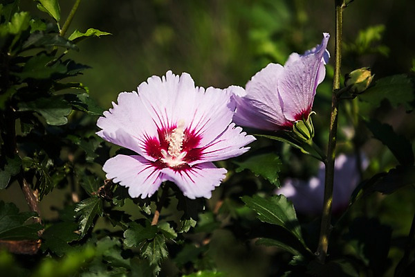 포토 JPG 주간 꽃 서울 근접촬영 사람없음 야외 아웃포커스 가을 한강 무궁화 광복절 국내포토 자연요소 식물 계절 뷰포인트 한국 촬영기법 공휴일 국경일 랜드마크 파일형식