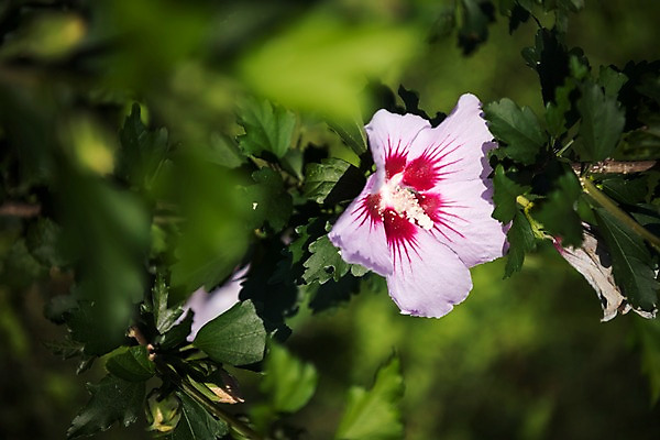 포토 JPG 주간 꽃 서울 근접촬영 사람없음 야외 아웃포커스 가을 한강 무궁화 국내포토 자연요소 식물 계절 뷰포인트 한국 촬영기법 랜드마크 파일형식