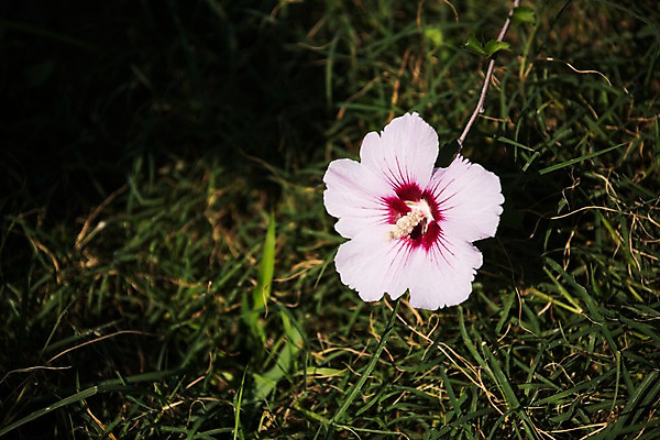 포토 JPG 주간 꽃 서울 근접촬영 사람없음 야외 아웃포커스 가을 한강 무궁화 광복절 국내포토 자연요소 식물 계절 뷰포인트 한국 촬영기법 공휴일 국경일 랜드마크 파일형식