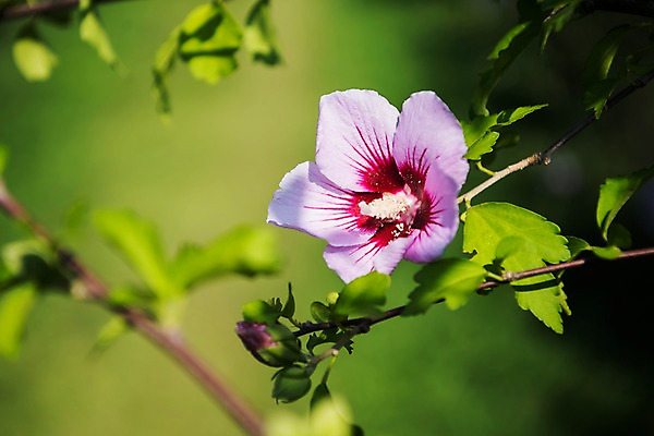 포토 JPG 주간 꽃 서울 근접촬영 사람없음 야외 아웃포커스 가을 한강 무궁화 광복절 국내포토 자연요소 식물 계절 뷰포인트 한국 촬영기법 공휴일 국경일 랜드마크 파일형식