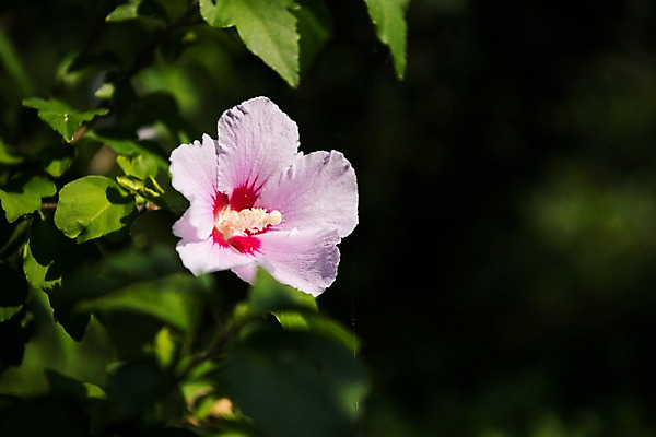 포토 JPG 주간 꽃 서울 근접촬영 사람없음 야외 아웃포커스 가을 한강 무궁화 국내포토 자연요소 식물 계절 뷰포인트 한국 촬영기법 랜드마크 파일형식