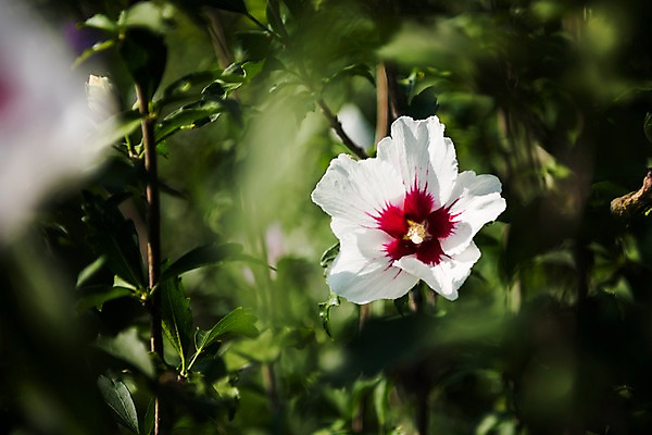 포토 JPG 주간 꽃 서울 근접촬영 사람없음 야외 아웃포커스 가을 한강 무궁화 국내포토 자연요소 식물 계절 뷰포인트 한국 촬영기법 랜드마크 파일형식
