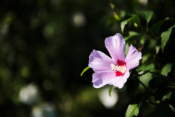 포토 JPG 주간 꽃 서울 근접촬영 사람없음 야외 아웃포커스 가을 한강 무궁화 광복절 국내포토 자연요소 식물 계절 뷰포인트 한국 촬영기법 공휴일 국경일 랜드마크 파일형식