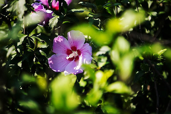 포토 JPG 주간 꽃 서울 근접촬영 사람없음 야외 아웃포커스 가을 한강 무궁화 국내포토 자연요소 식물 계절 뷰포인트 한국 촬영기법 랜드마크 파일형식