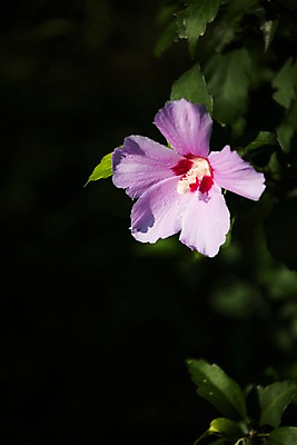 포토 JPG 주간 꽃 서울 근접촬영 사람없음 야외 아웃포커스 가을 한강 무궁화 국내포토 자연요소 식물 계절 뷰포인트 한국 촬영기법 랜드마크 파일형식