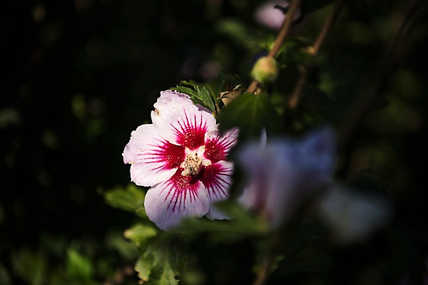 포토 JPG 주간 꽃 서울 근접촬영 사람없음 야외 아웃포커스 가을 한강 무궁화 국내포토 자연요소 식물 계절 뷰포인트 한국 촬영기법 랜드마크 파일형식