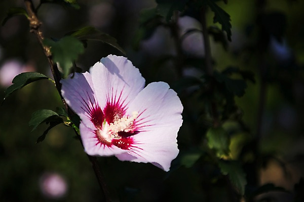 포토 JPG 주간 꽃 서울 근접촬영 사람없음 야외 아웃포커스 가을 한강 무궁화 국내포토 자연요소 식물 계절 뷰포인트 한국 촬영기법 랜드마크 파일형식