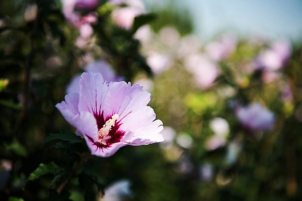 포토 JPG 주간 꽃 서울 근접촬영 사람없음 야외 아웃포커스 가을 한강 무궁화 국내포토 자연요소 식물 계절 뷰포인트 한국 촬영기법 랜드마크 파일형식