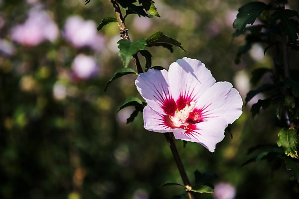 포토 JPG 주간 꽃 서울 근접촬영 사람없음 야외 아웃포커스 가을 한강 무궁화 광복절 국내포토 자연요소 식물 계절 뷰포인트 한국 촬영기법 공휴일 국경일 랜드마크 파일형식