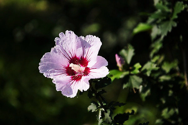 포토 JPG 주간 꽃 서울 근접촬영 사람없음 야외 아웃포커스 가을 한강 무궁화 광복절 국내포토 자연요소 식물 계절 뷰포인트 한국 촬영기법 공휴일 국경일 랜드마크 파일형식