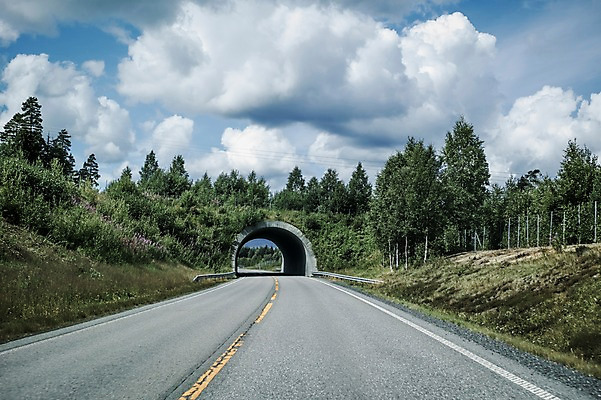 포토 JPG 주간 나무 구름 해외풍경 유럽 도로 유럽풍경 자연 하늘 노르웨이 풍경 사람없음 야외 원근감 터널 국내포토 자연요소 식물 해외 나라 길 뷰포인트 교통시설 생태계 파일형식