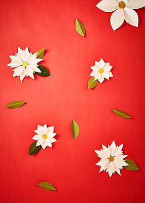 포토 JPG 스튜디오촬영 꽃 종이 패턴 나뭇잎 실내 사람없음 페이퍼아트 포인세티아 종이꽃 국내포토 식물 잎 무늬 내부 파일형식