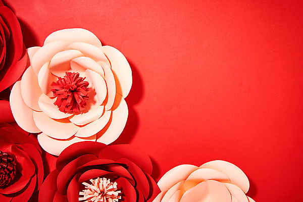 포토 JPG 스튜디오촬영 꽃 종이 나뭇잎 실내 사람없음 빨간색 페이퍼아트 동백 종이꽃 국내포토 식물 컬러 잎 내부 파일형식