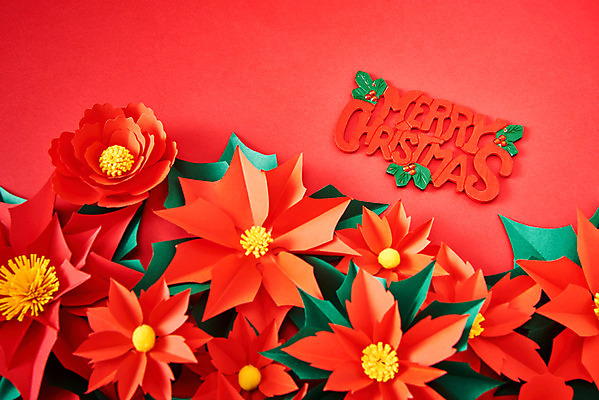 포토 JPG 스튜디오촬영 꽃 종이 나뭇잎 실내 사람없음 빨간색 페이퍼아트 동백 포인세티아 종이꽃 국내포토 식물 컬러 잎 내부 파일형식