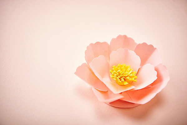 포토 JPG 스튜디오촬영 꽃 종이 실내 사람없음 페이퍼아트 동백 종이꽃 국내포토 식물 내부 파일형식