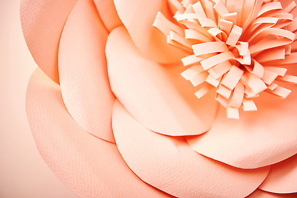 포토 JPG 스튜디오촬영 꽃 종이 분홍색 실내 근접촬영 사람없음 꽃술_꽃 페이퍼아트 동백 종이꽃 국내포토 식물 뷰포인트 컬러 내부 파일형식