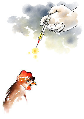 PSD 동물 한마리 손 일러스트 캘리그라피 한손 주사기 한명 안전 신체부위 가축 닭 유기농 번짐 예방주사 조류독감 국내일러스트 1 웰빙 의료기기 조류 사람 예방 전염병 파일형식 효과