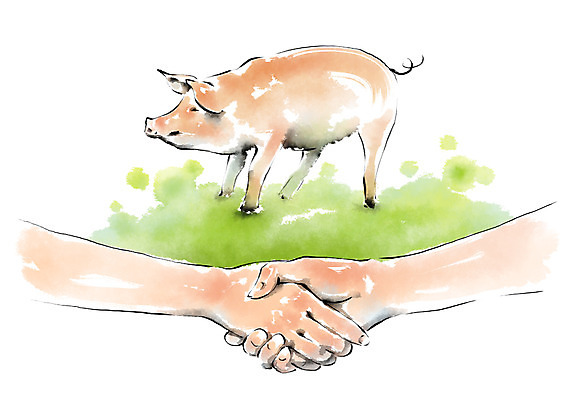 PSD 동물 한마리 손 일러스트 캘리그라피 악수 한손 안전 두명 신체부위 가축 돼지 유기농 번짐 아프리카돼지열병 국내일러스트 1 웰빙 포유류 사람 손짓 파일형식 돼지전염병 효과